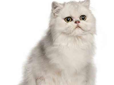 1472444680610651.jpg 波斯猫4.jpg
