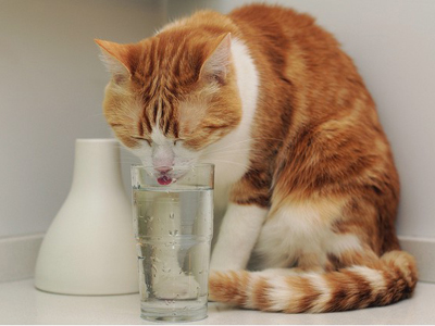 1474363792719417.jpg 猫咪喝水.jpg