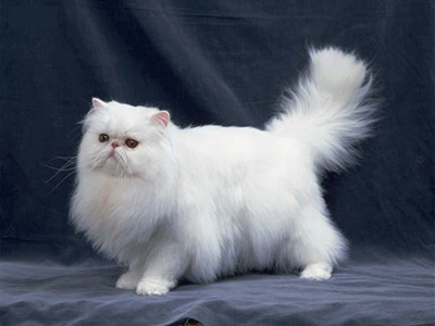 1479188541481584.png 波斯猫.png