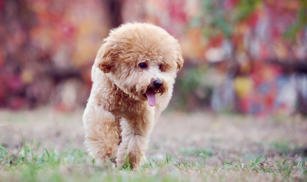 泰迪犬 (30).jpg