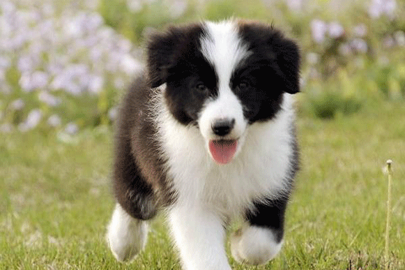 1516957136142294.gif kljjjuo.gif
